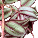 Tradescantia Zebrina