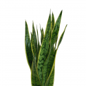 Sansevieria L