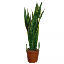 Sansevieria L