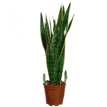 Sansevieria L