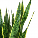 Sansevieria L