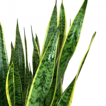 Sansevieria L