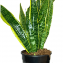 Sansevieria M