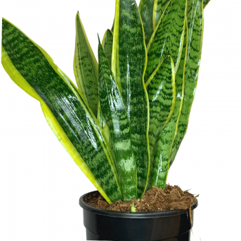 Sansevieria M
