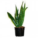 Sansevieria M