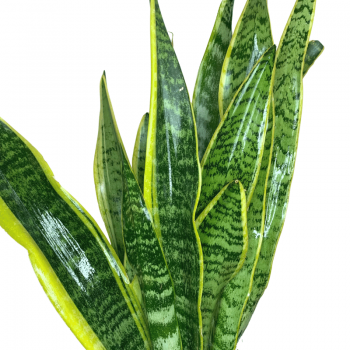 Sansevieria M