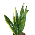 Sansevieria M