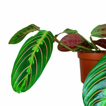 Maranta Tricolor