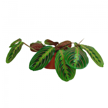 Maranta Tricolor