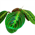 Maranta Tricolor