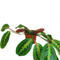 Maranta Tricolor