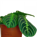 Maranta Lemon Lime