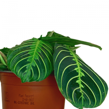 Maranta Lemon Lime