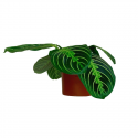 Maranta Lemon Lime