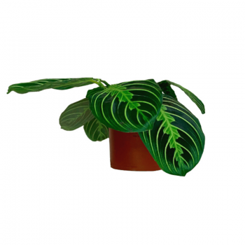 Maranta Lemon Lime