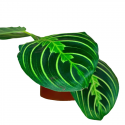Maranta Lemon Lime