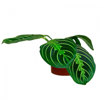 Maranta Lemon Lime