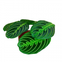 Maranta Lemon Lime