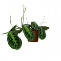 Maranta Lemon Lime