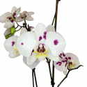 Orquídea de Puntitos cerca