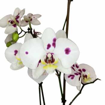 Orquídea de Puntitos cerca