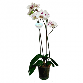 Orquídea de Puntitos