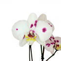 Orquídea de Puntitos morados