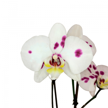 Orquídea de Puntitos morados