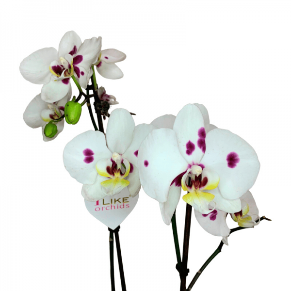 Orquídea de Puntitos flores