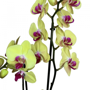 hojas orquidea amarillas