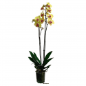 Orquídea Amarilla