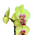 orquidea amarillo