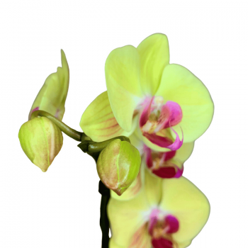 orquidea amarillo