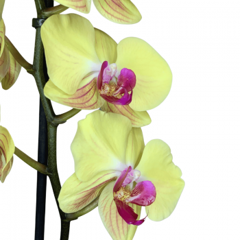 hojas amarillas en orquidea