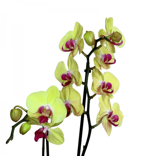 Orquídea hojas Amarilla