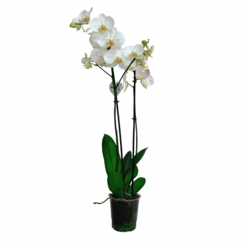 orquidea cymbidium blanca