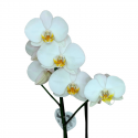 Orquídea Blanca
