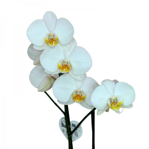 Orquídea Blanca