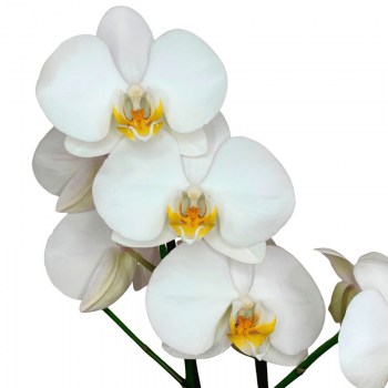 Orquídea Blanca flor