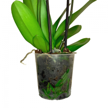 Orquídea Blanca maceta