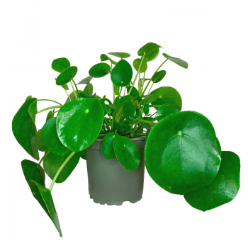 Pilea Peperomioides