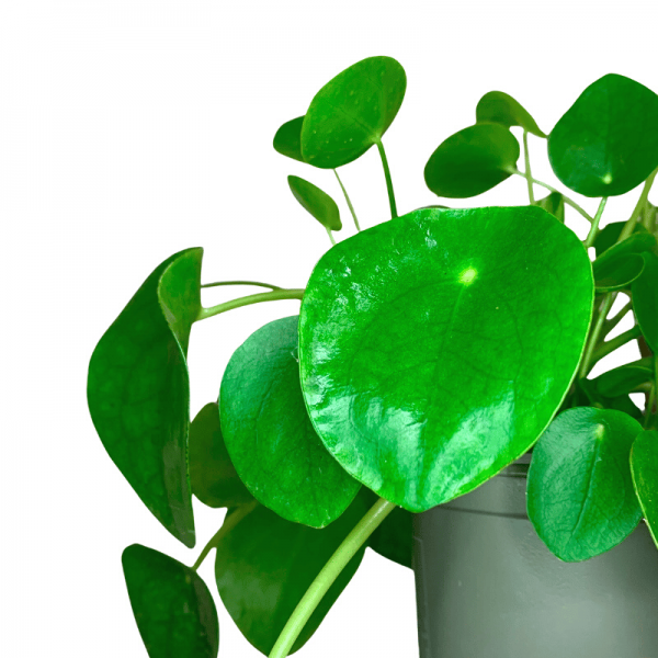 Pilea Peperomioides