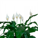 Spatifilium