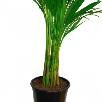 Areca