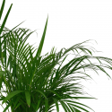 Areca