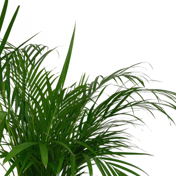 Areca