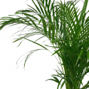 Areca