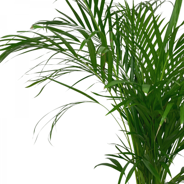 Areca