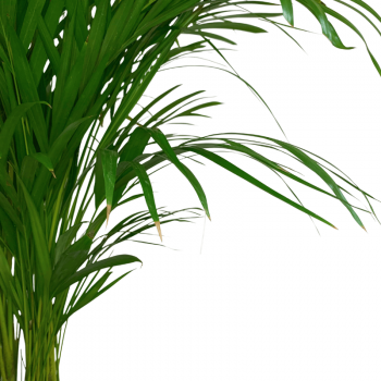 Areca