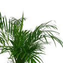 Areca
